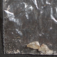 Molly molecular scheme