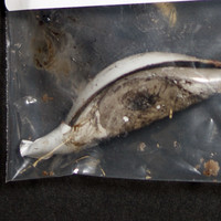 Brown Residue molecular scheme