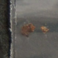 Brown Residue molecular scheme