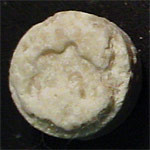 Dolphin molecular scheme