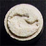 Dolphin molecular scheme