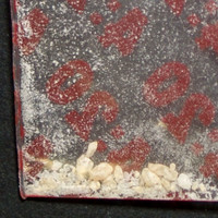 Molly molecular scheme