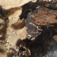 Rock Blooms molecular scheme