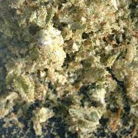 Adulterated Cannabis molecular scheme