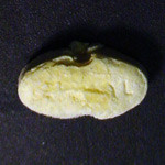 none molecular scheme