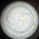 Yin Yang molecular scheme