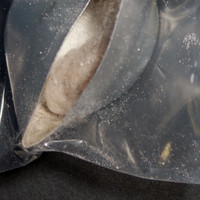 Fentanyl molecular scheme