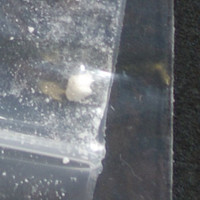 Cocaine molecular scheme