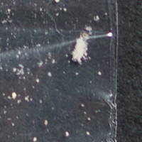 Dope molecular scheme