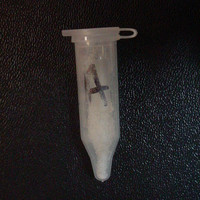 Molly molecular scheme