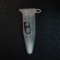 Kitty molecular scheme