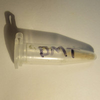 5-MeO-DMT - DMT Blend molecular scheme