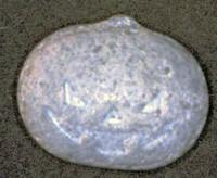 Purple Pumpkin molecular scheme