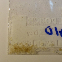 Molly molecular scheme