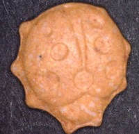 Marienkäfer molecular scheme