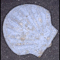 Shell molecular scheme