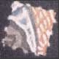 LSD 1 molecular scheme