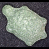 Schildkröte molecular scheme