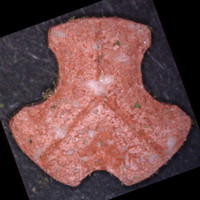 Defqon molecular scheme