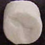 Fish molecular scheme