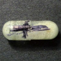 Molly molecular scheme