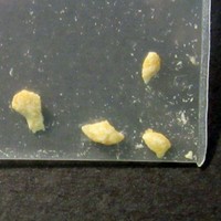 Molly molecular scheme