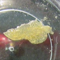 Toad Toxin molecular scheme