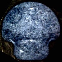 Pilz molecular scheme