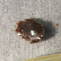 Brown Tar-Like Material molecular scheme