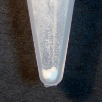 Cocaine molecular scheme