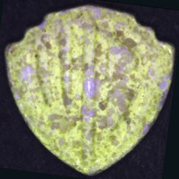 Warner Brothers molecular scheme