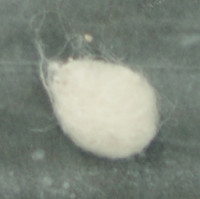 White Powder molecular scheme