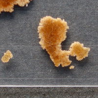 Brown Powder molecular scheme