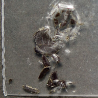 2C-B molecular scheme