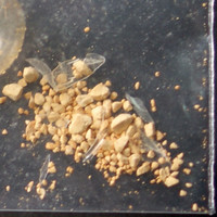 5-MeO-DMT molecular scheme