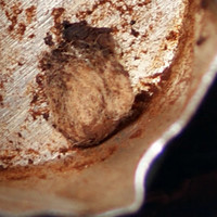 Dope molecular scheme