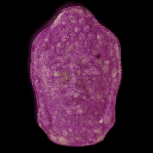 Buddha molecular scheme