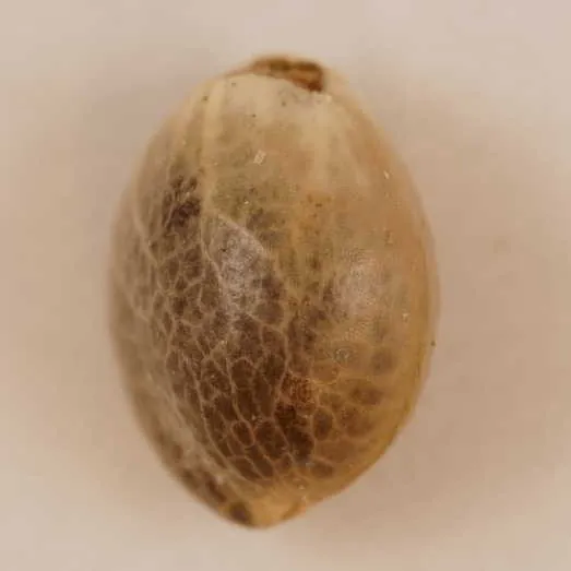 No active ingredient molecular scheme