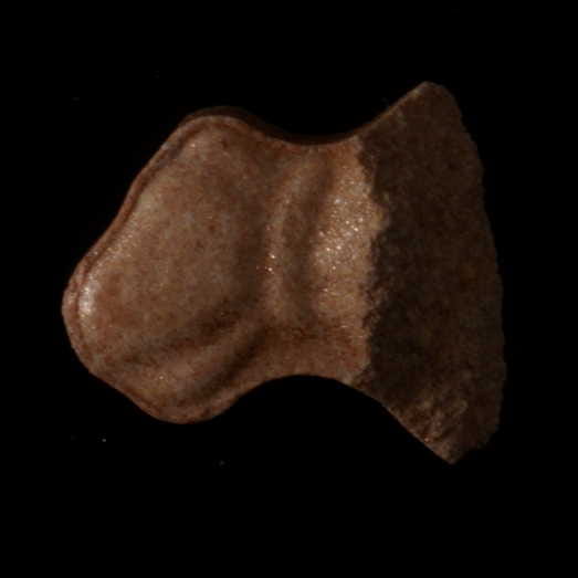 Moneybag molecular scheme