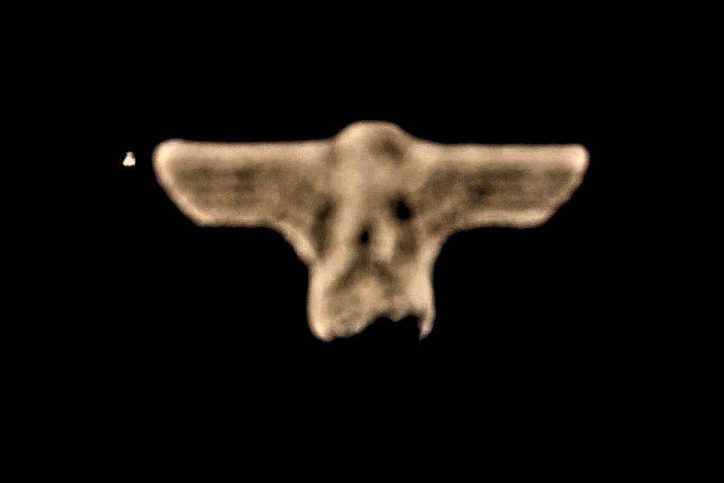 Imperial eagle molecular scheme