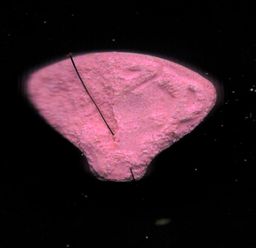 Simba molecular scheme