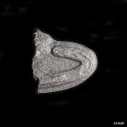 Pop Smoke molecular scheme