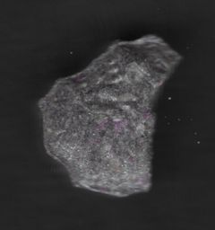 Lion molecular scheme