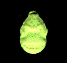 Donkey Kong molecular scheme