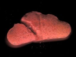 SoundCloud molecular scheme