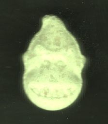 Donkey Kong molecular scheme