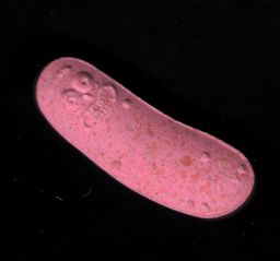 Rick molecular scheme