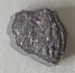 Lion molecular scheme