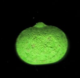 Halloween molecular scheme