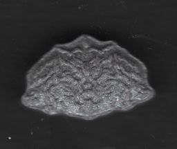 Inner/Sinner Cerberus molecular scheme